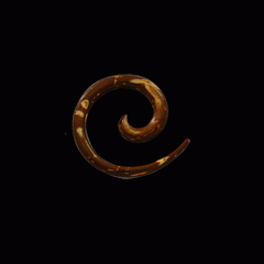 Coconut spirals ::ICSP::